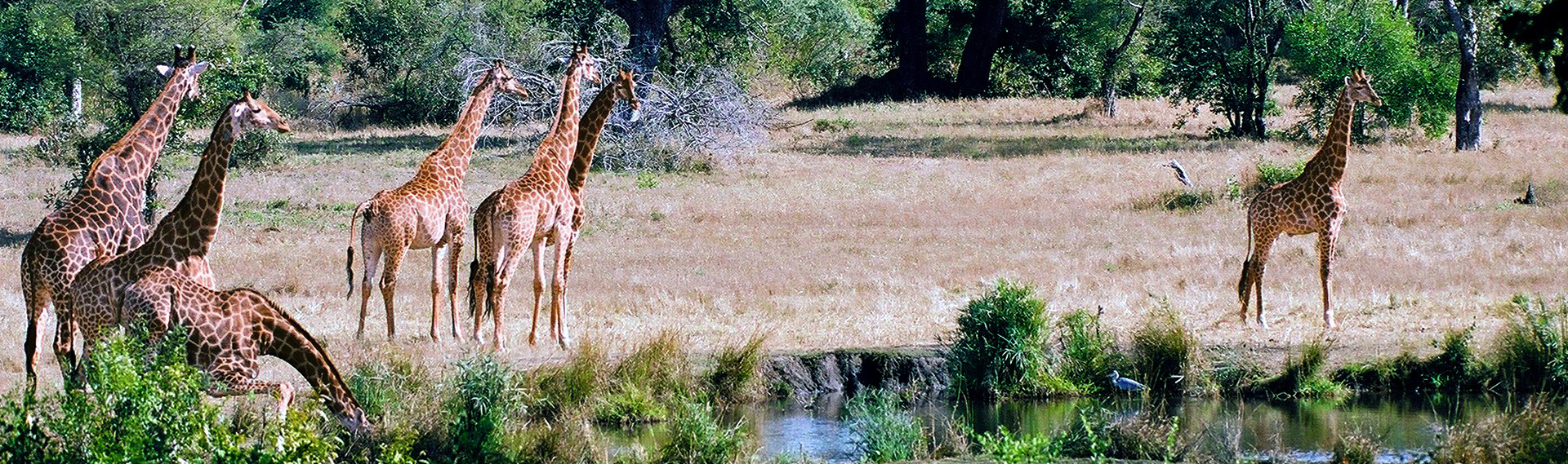 Group of Giraffes