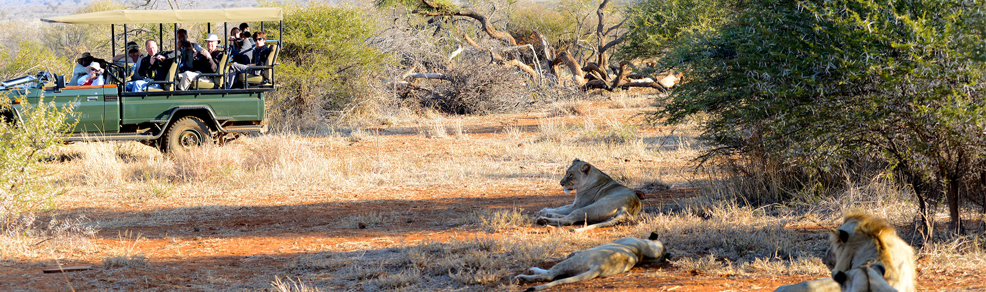 Safari lion siting