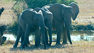 Elephants by watering hole