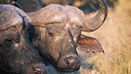 Close up Water Buffalo