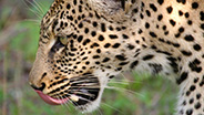 Cheetah licking mouth