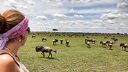 Safari group viewing wildebeest pack