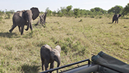 Elephants playing around tour truck