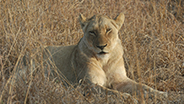 Female lion face