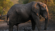 Elephant in mud