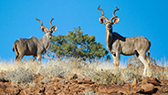 Antelope siting in Namibia