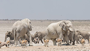 Herd of Namibia elephants