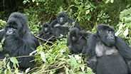 Mountain gorillas in the forest