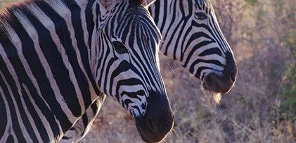 Zebra group