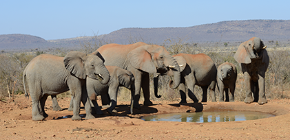 Elephants in a group