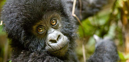 Baby gorilla close-up